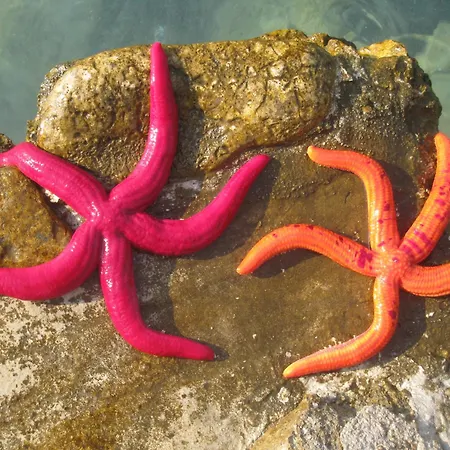 Stone House Darinka *